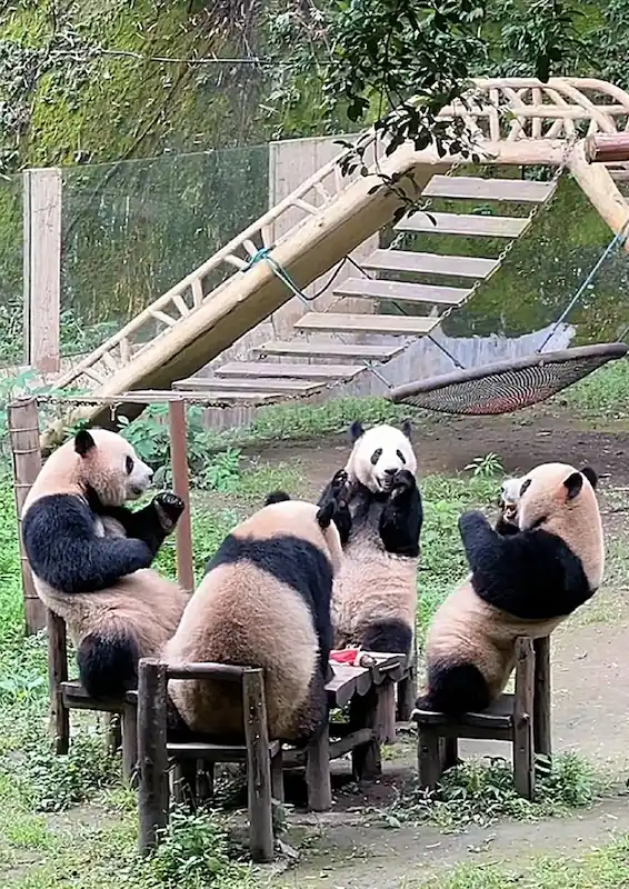 best things to do in chongqing:Chongqing Zoo