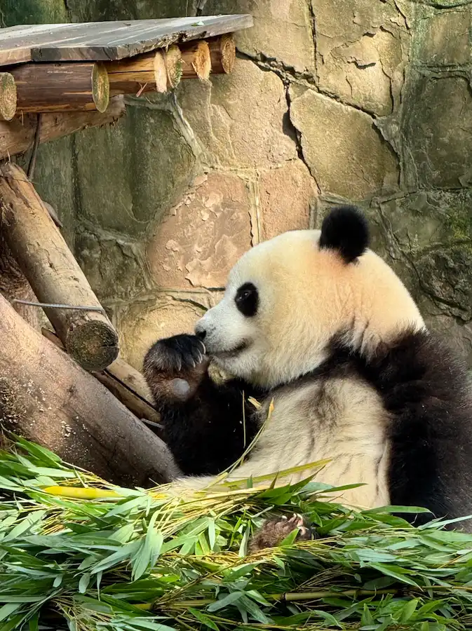 Giant pandas at Chongqing Zoo