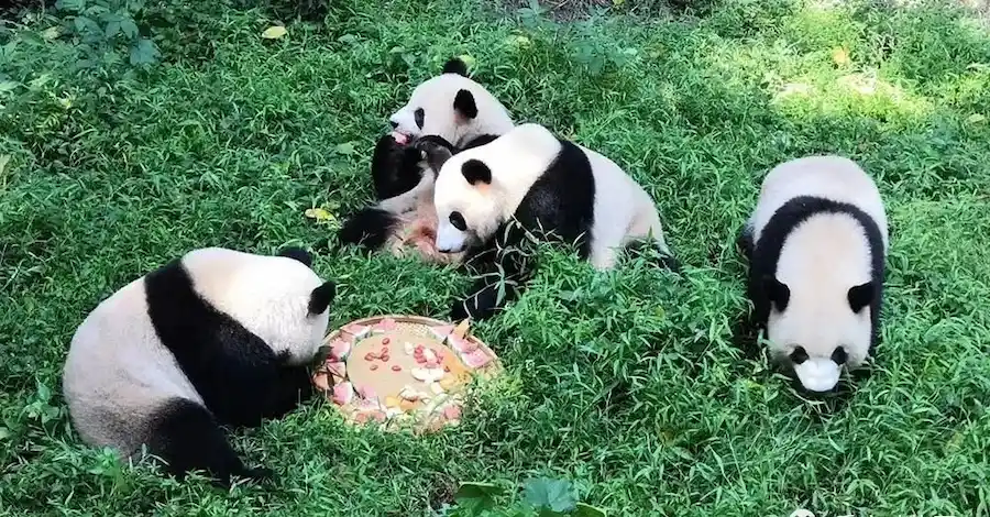 Pandas at the Panda Pavilion of Chongqing Zoo