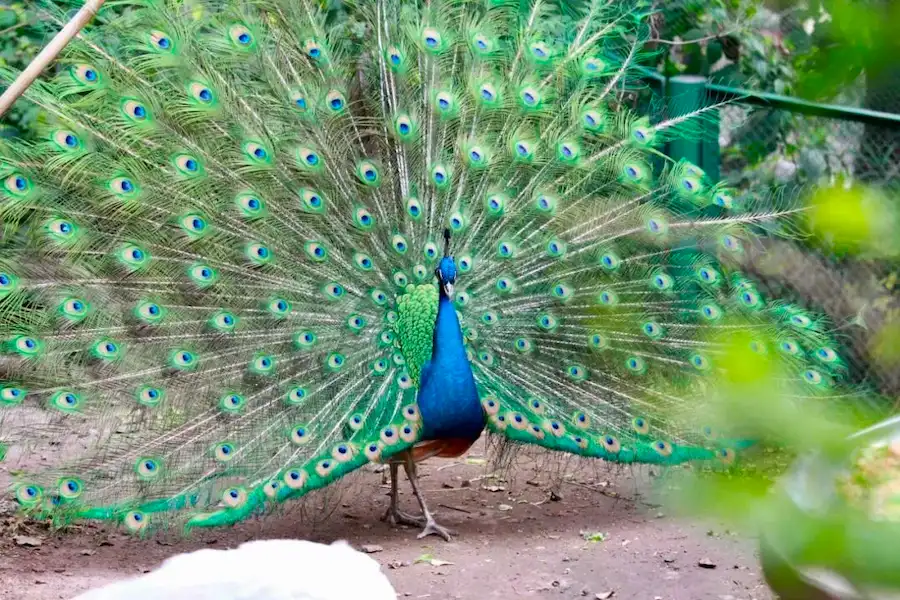 Peacocks at the Bird Paradise of Chongqing Zoo