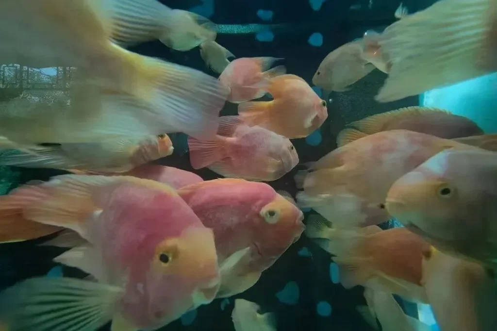 The goldfish hall of Chongqing Zoo