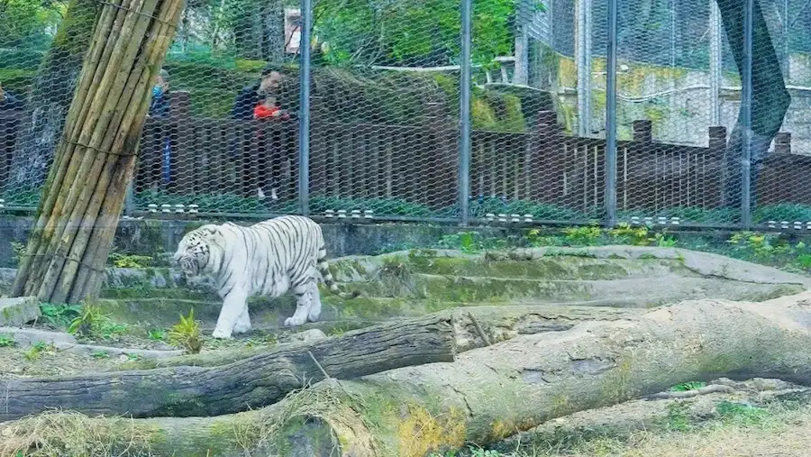 Tigers in the predator enclosure at Chongqing Zoo